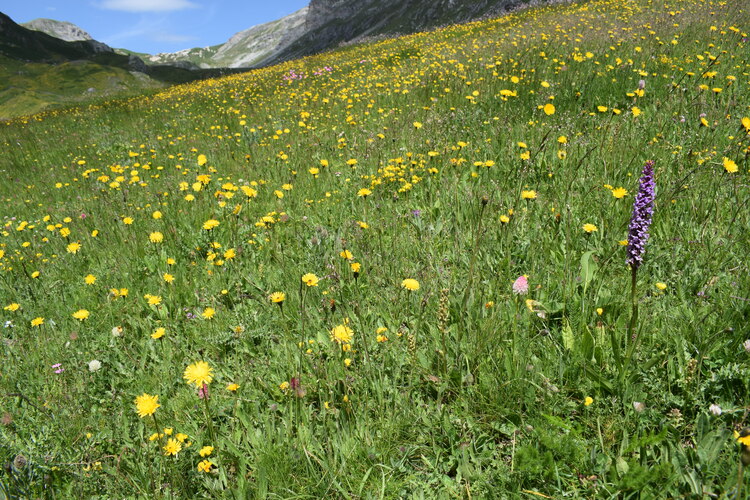 La magnificenza di Nigritella corneliana (Alpi Cozie)