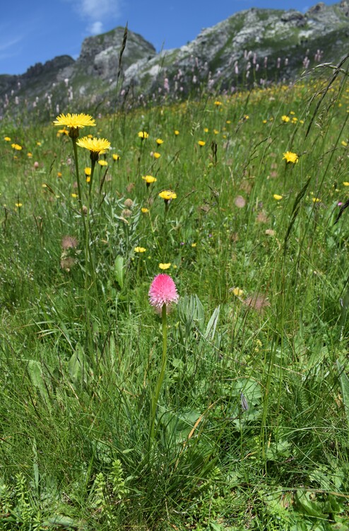 La magnificenza di Nigritella corneliana (Alpi Cozie)