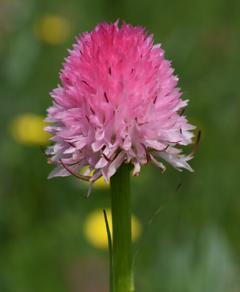 La magnificenza di Nigritella corneliana (Alpi Cozie)