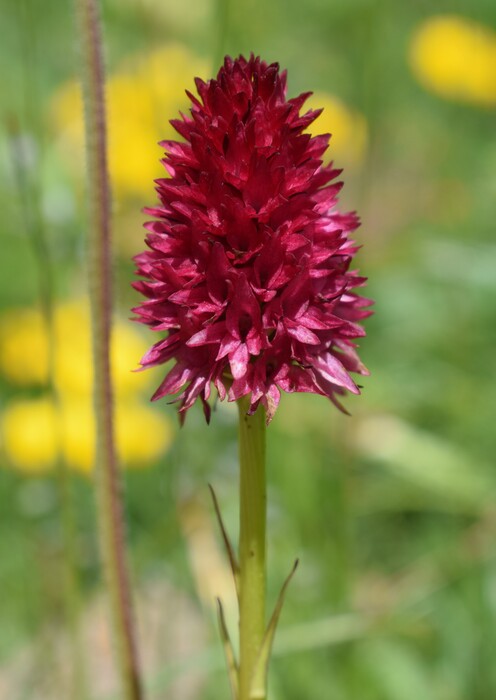 La magnificenza di Nigritella corneliana (Alpi Cozie)