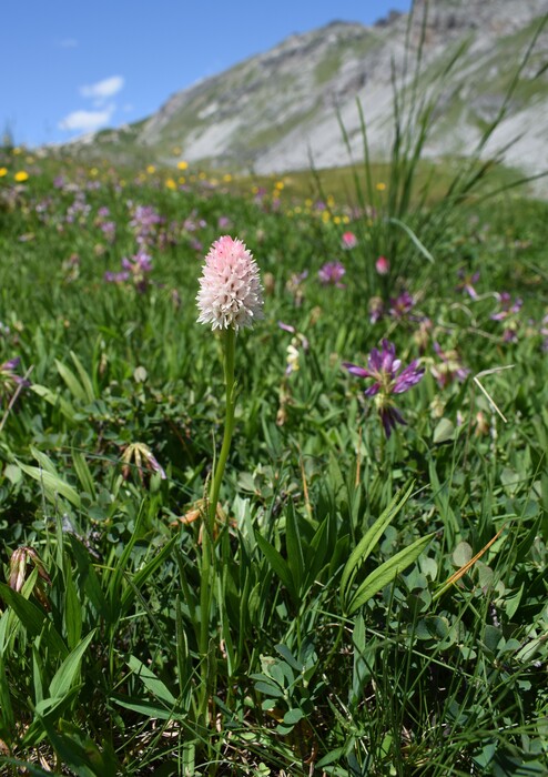 La magnificenza di Nigritella corneliana (Alpi Cozie)