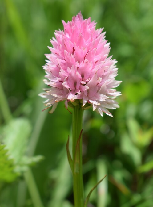 La magnificenza di Nigritella corneliana (Alpi Cozie)