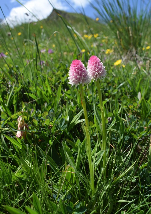 La magnificenza di Nigritella corneliana (Alpi Cozie)