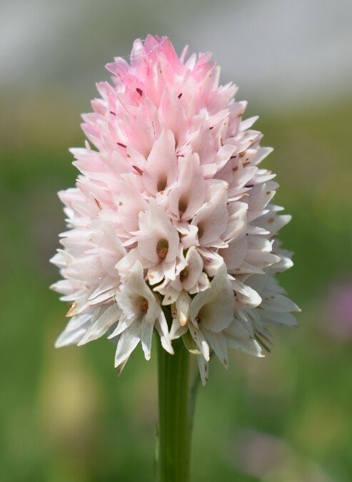 La magnificenza di Nigritella corneliana (Alpi Cozie)