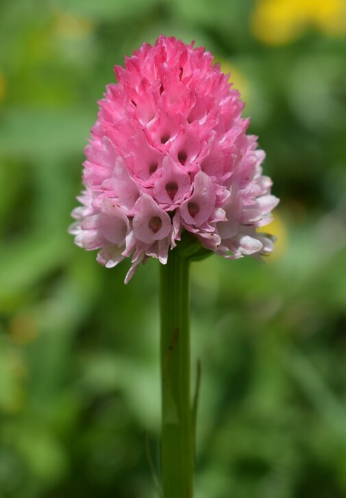 La magnificenza di Nigritella corneliana (Alpi Cozie)