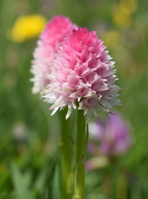 La magnificenza di Nigritella corneliana (Alpi Cozie)