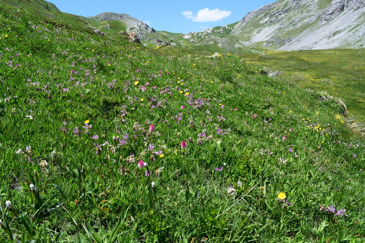 La magnificenza di Nigritella corneliana (Alpi Cozie)