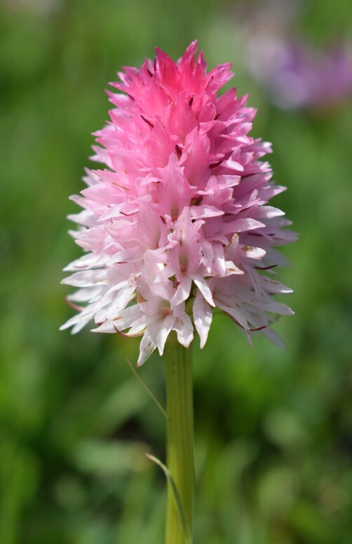 La magnificenza di Nigritella corneliana (Alpi Cozie)