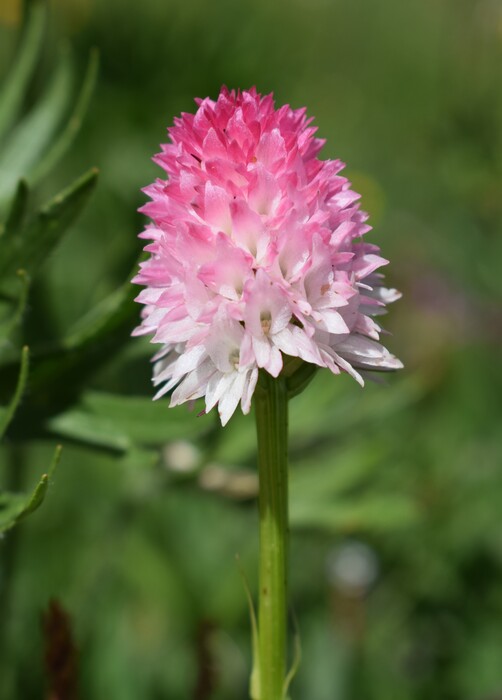 La magnificenza di Nigritella corneliana (Alpi Cozie)