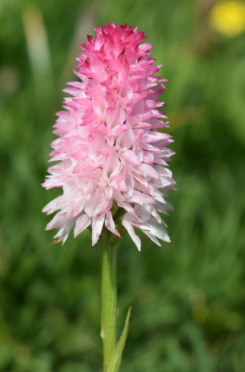 La magnificenza di Nigritella corneliana (Alpi Cozie)