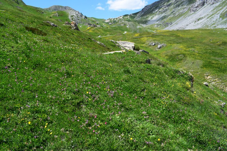 La magnificenza di Nigritella corneliana (Alpi Cozie)