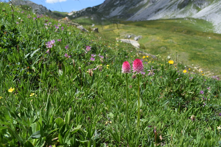 La magnificenza di Nigritella corneliana (Alpi Cozie)