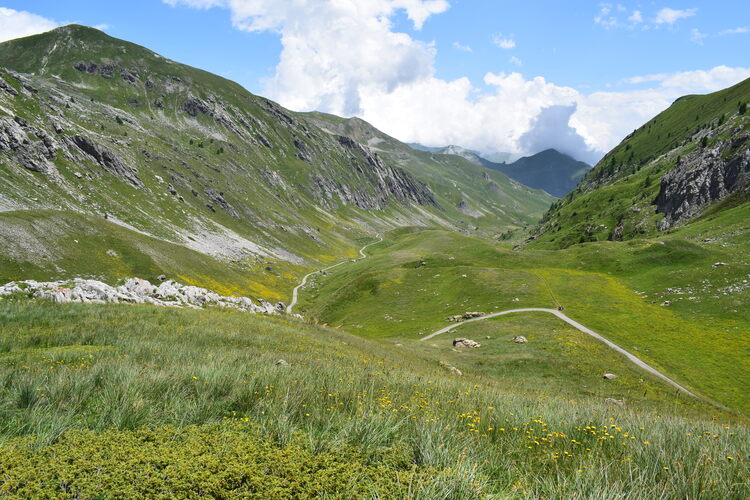 La magnificenza di Nigritella corneliana (Alpi Cozie)