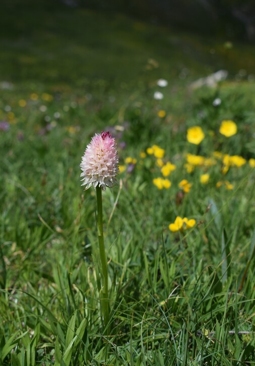 La magnificenza di Nigritella corneliana (Alpi Cozie)