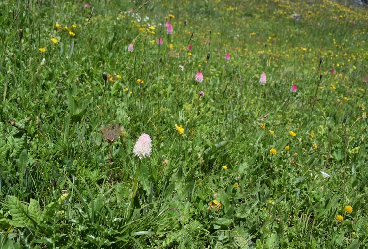 La magnificenza di Nigritella corneliana (Alpi Cozie)