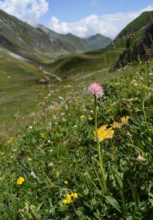 La magnificenza di Nigritella corneliana (Alpi Cozie)