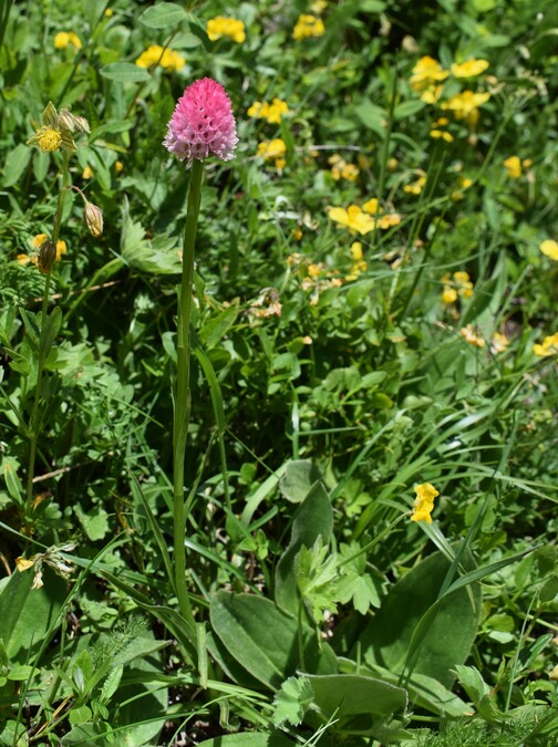 La magnificenza di Nigritella corneliana (Alpi Cozie)