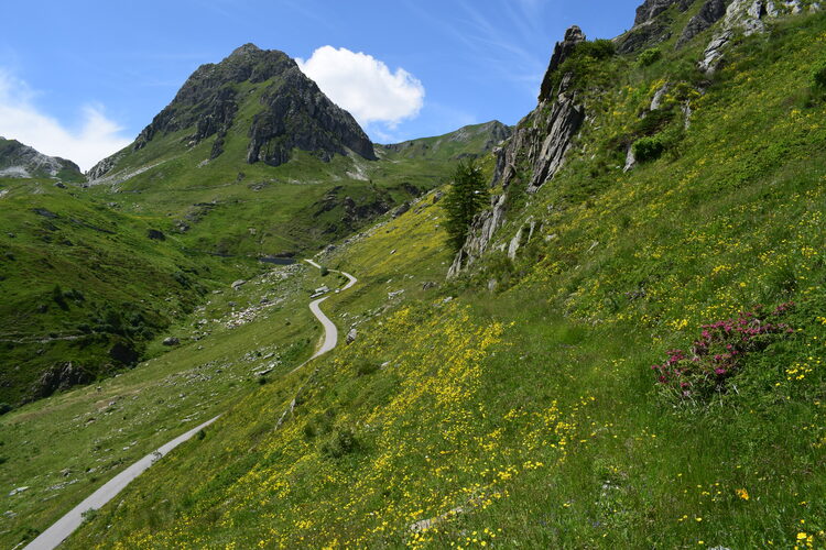 La magnificenza di Nigritella corneliana (Alpi Cozie)