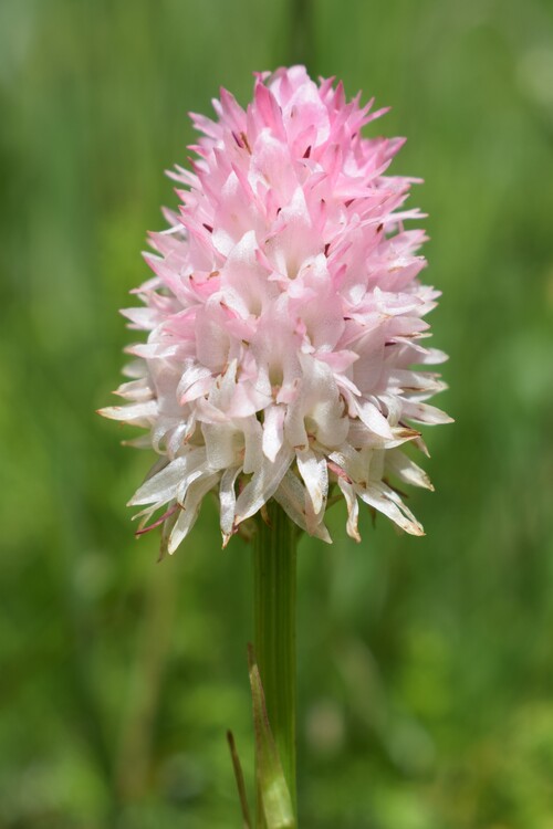 La magnificenza di Nigritella corneliana (Alpi Cozie)