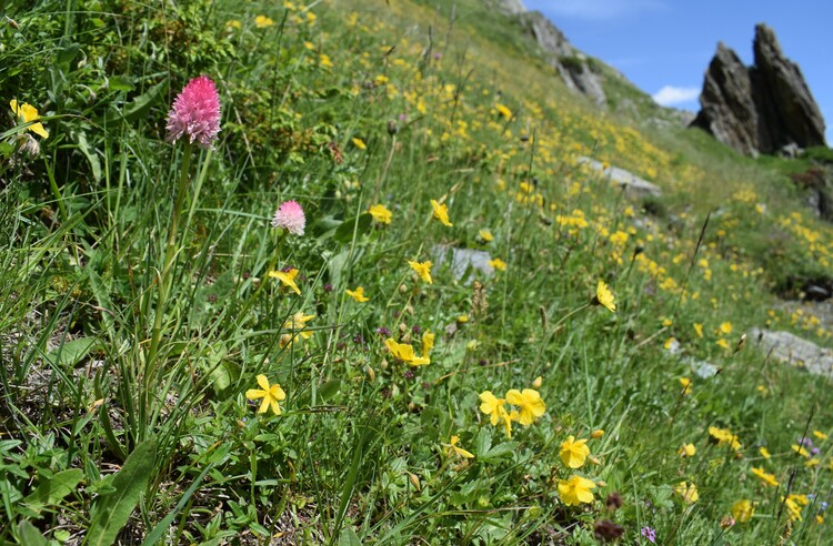 La magnificenza di Nigritella corneliana (Alpi Cozie)