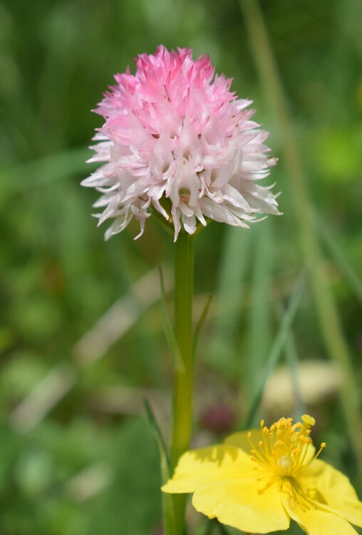 La magnificenza di Nigritella corneliana (Alpi Cozie)