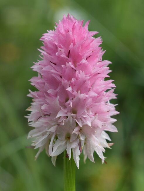 La magnificenza di Nigritella corneliana (Alpi Cozie)