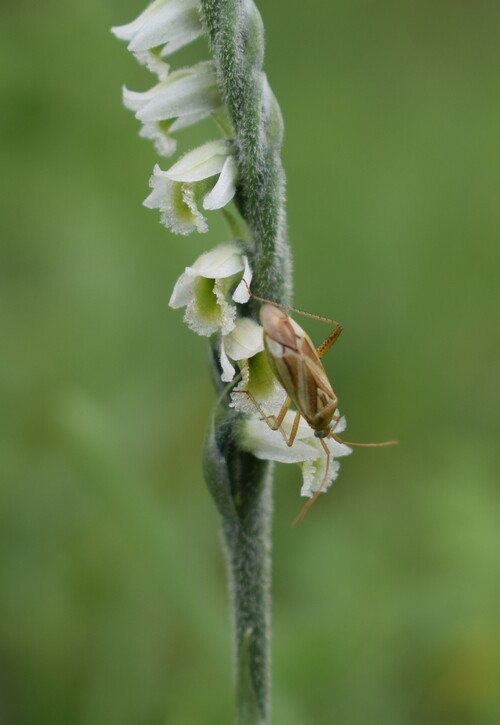 Miridae da identificare (probabile impollinatore di Spiranthes spiralis)