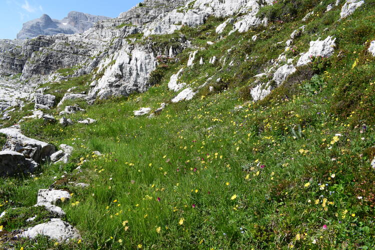 Nigritelle e loro ibridi in Brenta