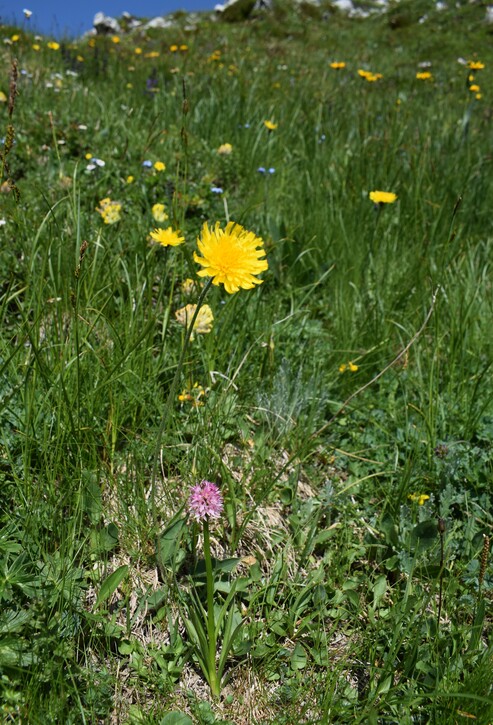 Nigritelle e loro ibridi in Brenta