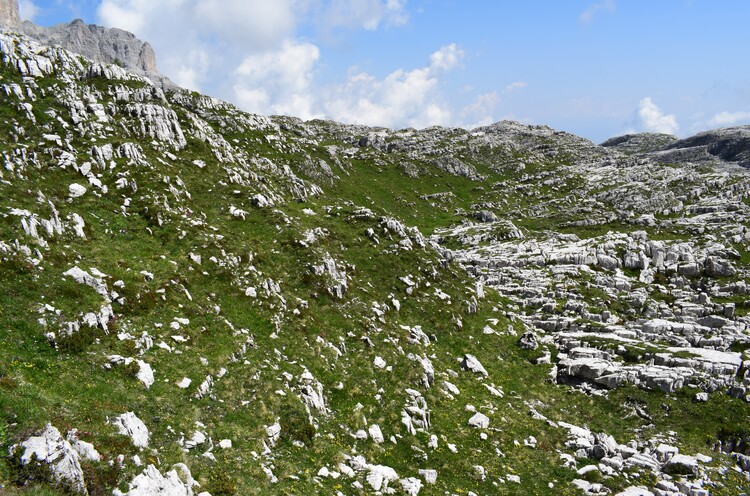 Nigritelle e loro ibridi in Brenta