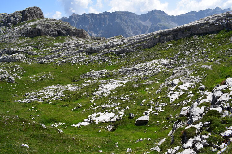 Nigritelle e loro ibridi in Brenta