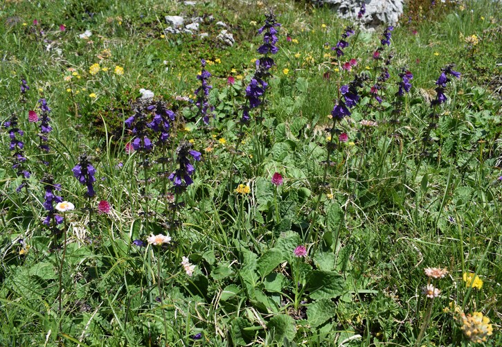 Nigritelle e loro ibridi in Brenta