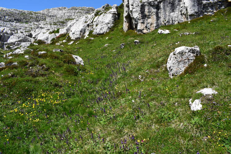 Nigritelle e loro ibridi in Brenta