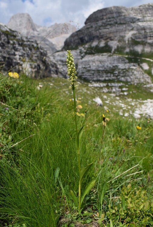 Nigritelle e loro ibridi in Brenta