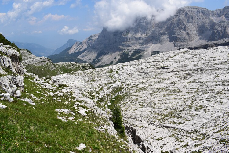 Nigritelle e loro ibridi in Brenta