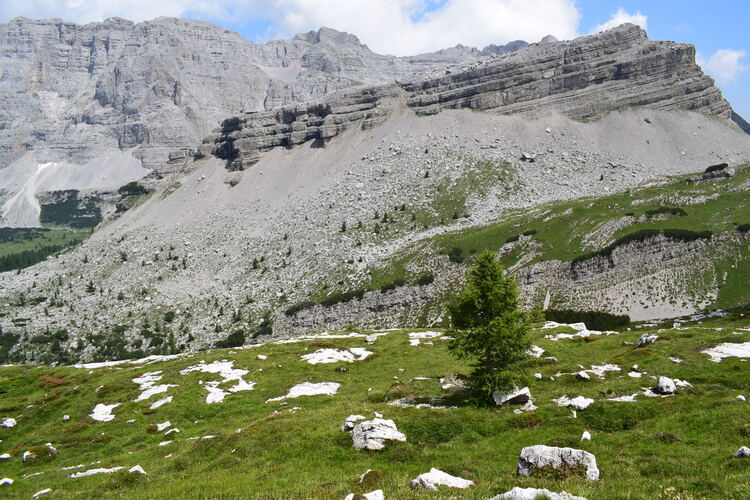 Nigritelle e loro ibridi in Brenta