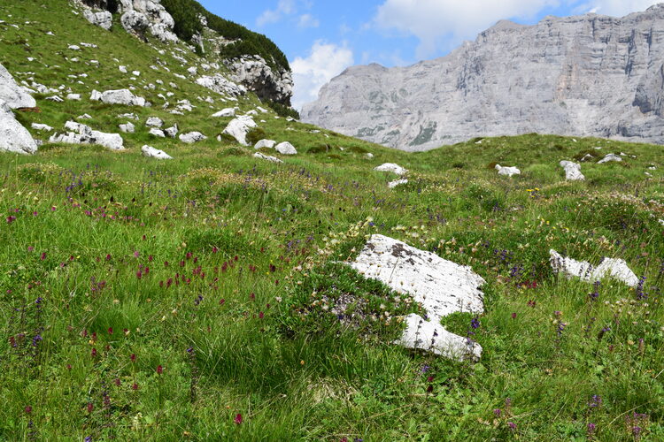 Nigritelle e loro ibridi in Brenta