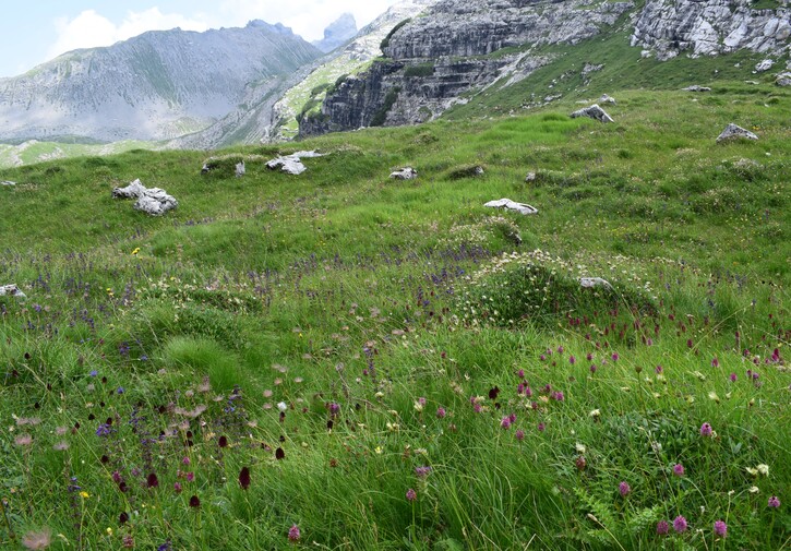 Nigritelle e loro ibridi in Brenta
