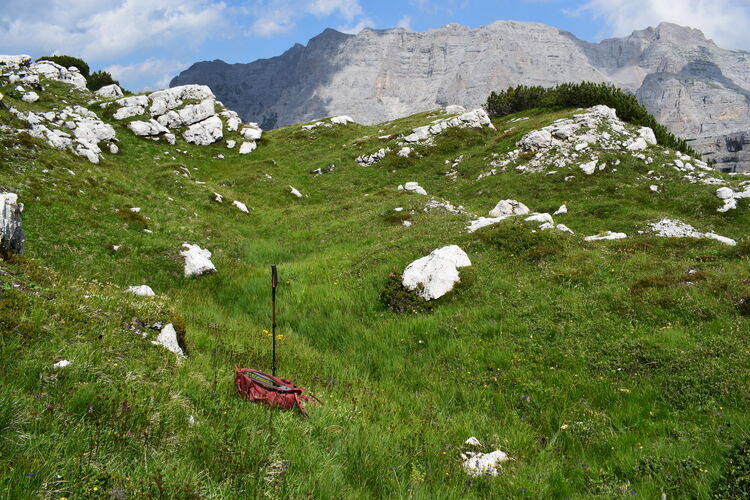 Nigritelle e loro ibridi in Brenta