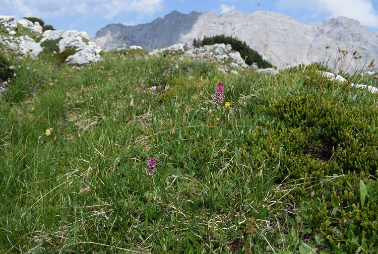 Nigritelle e loro ibridi in Brenta