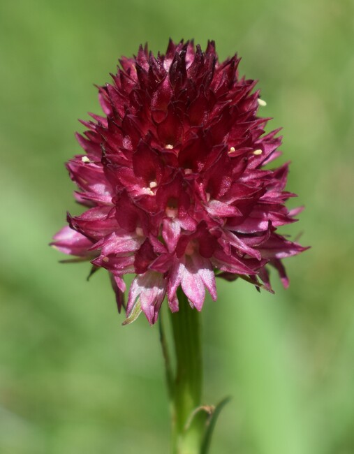 Le Nigritella multicolore dell''Altopiano della Paganella (Trentino-Alto Adige)