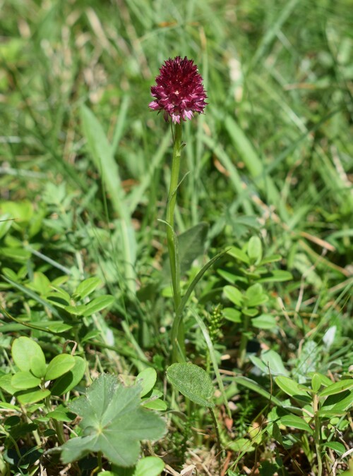 Le Nigritella multicolore dell''Altopiano della Paganella (Trentino-Alto Adige)