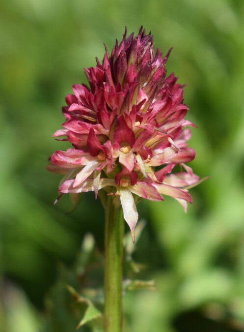 Le Nigritella multicolore dell''Altopiano della Paganella (Trentino-Alto Adige)
