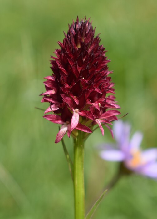 Le Nigritella multicolore dell''Altopiano della Paganella (Trentino-Alto Adige)