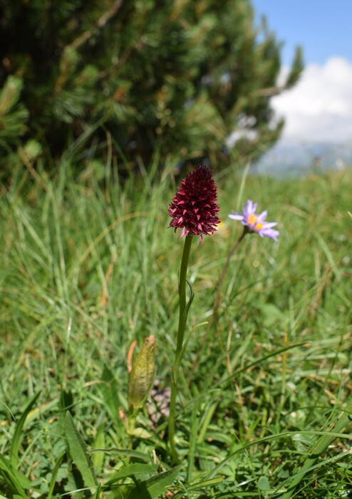 Le Nigritella multicolore dell''Altopiano della Paganella (Trentino-Alto Adige)