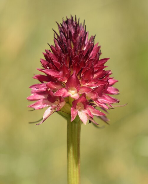 Le Nigritella multicolore dell''Altopiano della Paganella (Trentino-Alto Adige)