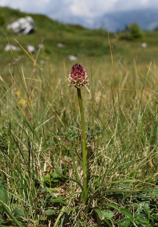 Le Nigritella multicolore dell''Altopiano della Paganella (Trentino-Alto Adige)