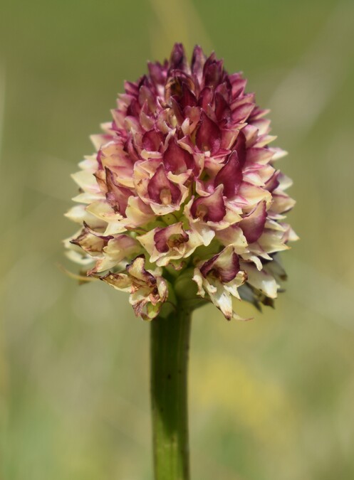Le Nigritella multicolore dell''Altopiano della Paganella (Trentino-Alto Adige)