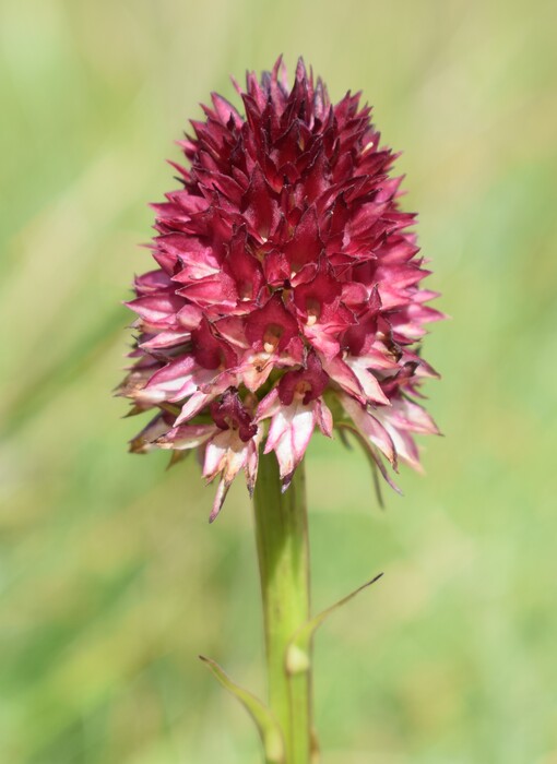 Le Nigritella multicolore dell''Altopiano della Paganella (Trentino-Alto Adige)