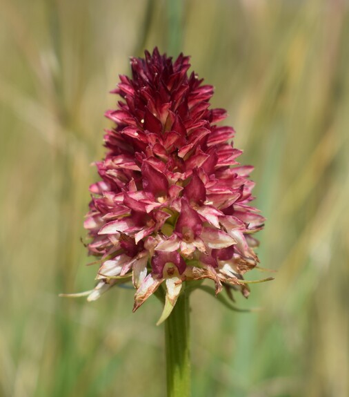 Le Nigritella multicolore dell''Altopiano della Paganella (Trentino-Alto Adige)